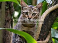 Amati kebiasaan kucing liar
